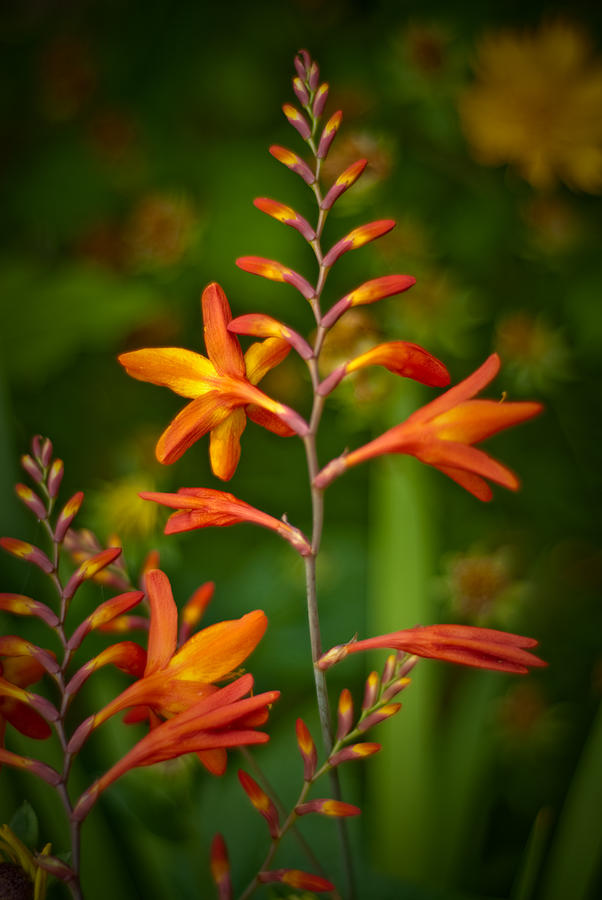 Orange Flowers Photograph by Craig Leaper