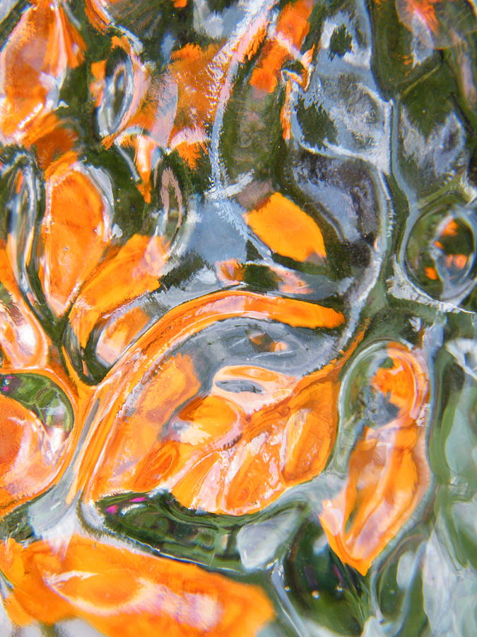 Lily Photograph - Orange Flowers Floating in the Pond by Mary Sedivy