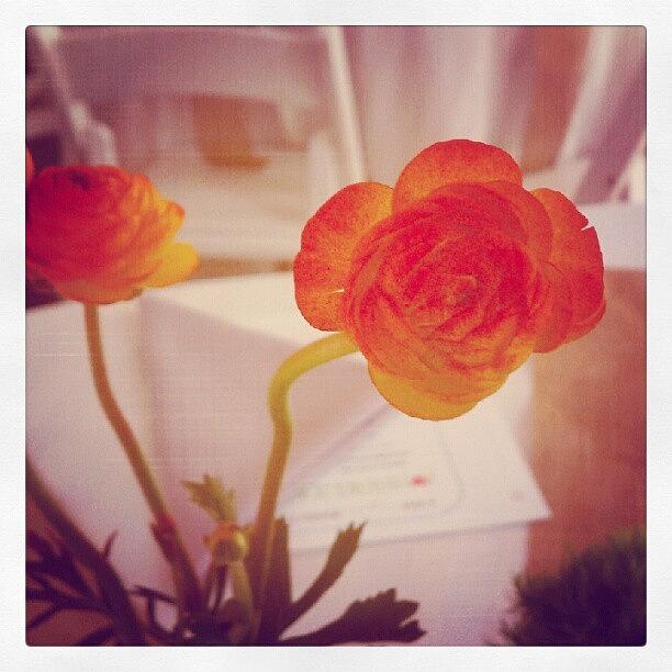 Flower Photograph - Orange Flowers by Greta Olivas