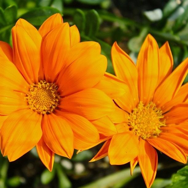 Flower Photograph - Orange Flowers by Justin Connor