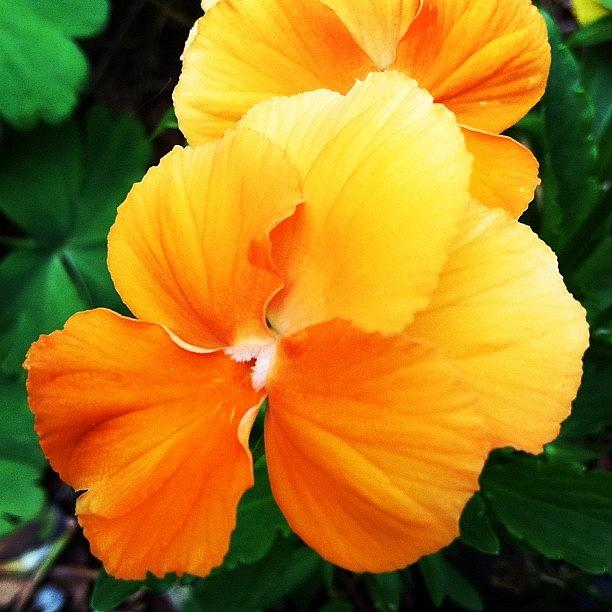 Flower Photograph - Orange #flowers #longisland by Lisa Thomas