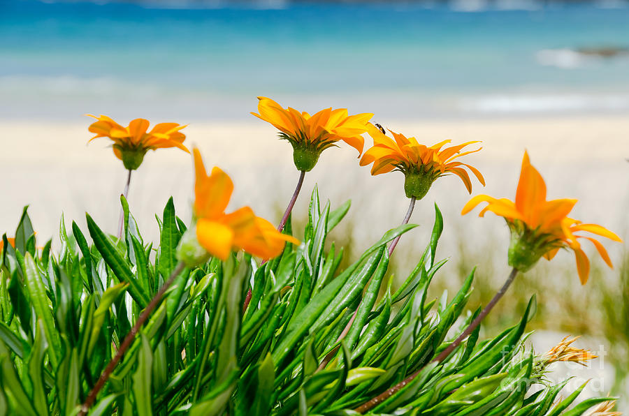 Orange flowers on the Sunny Ocean Beach. Painting by Yurix Sardinelly