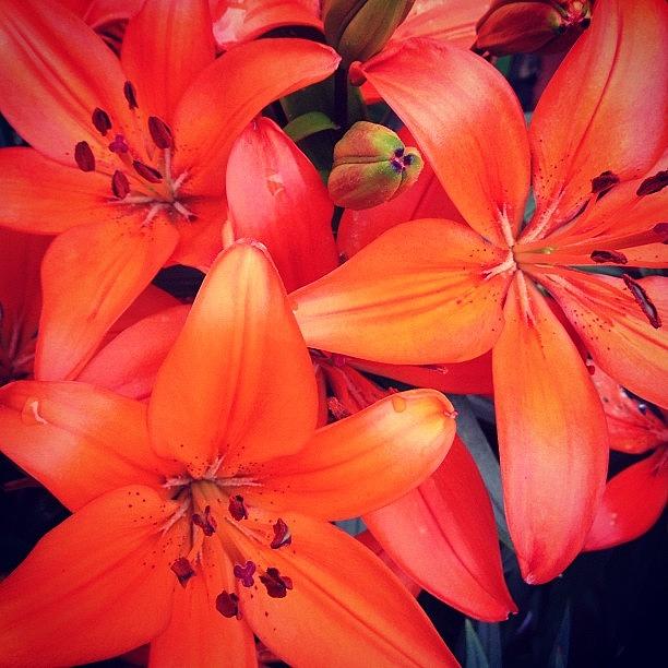 Flower Photograph - Orange Flowers by Rachel Williams