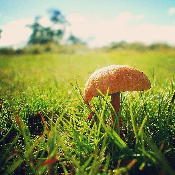 Mushroom Photograph - #orange #fungi #green #grass #mushroom by Nicole Spillane