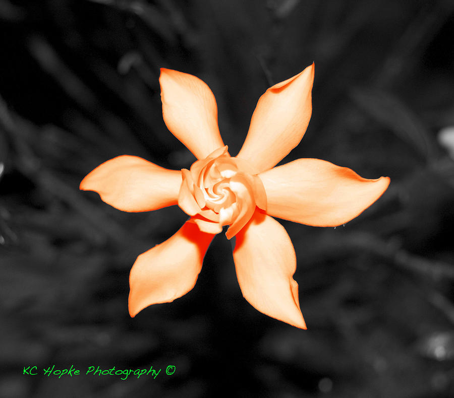 Orange Gardenia Bonsai Photograph By Adam Hopke