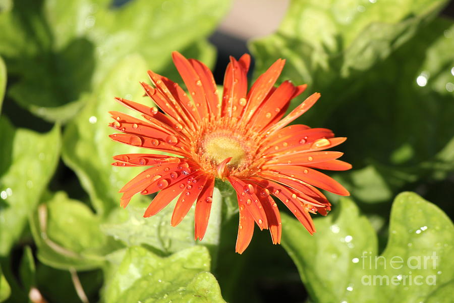 Daisy Photograph - Orange Gerber Daisy by Sheri Simmons