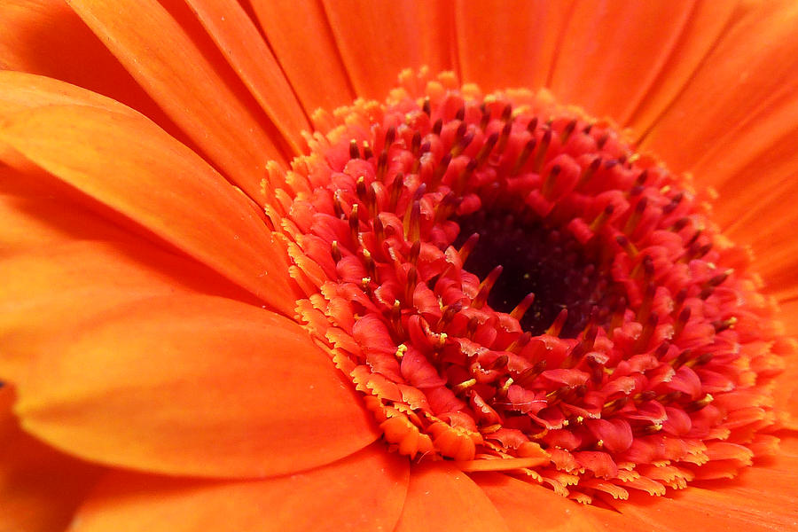 Orange Gerbera close up Photograph by Ken Brannen - Fine Art America