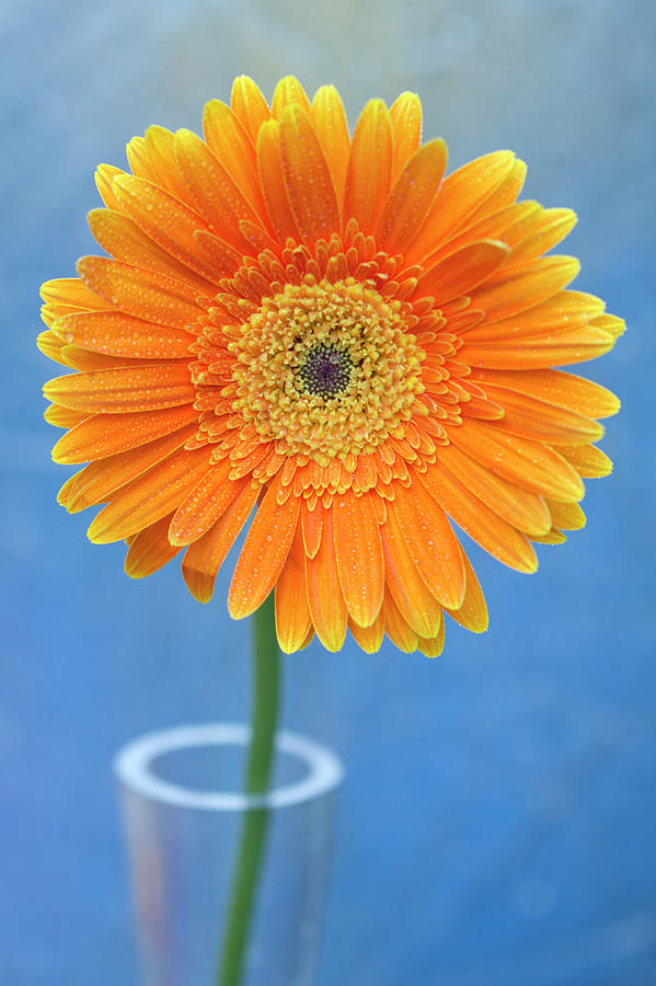 Orange Gerbera Daisy Propped In Glass Vase Photograph by Photography by ...