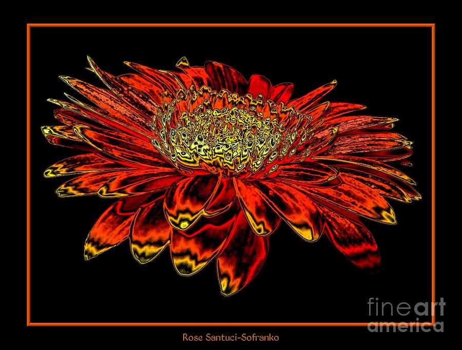 Nature Photograph - Orange Gerbera Daisy with Chrome Effect by Rose Santuci-Sofranko