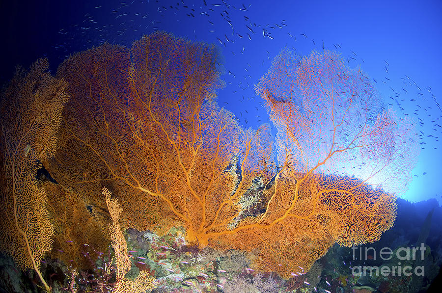Wildlife Photograph - Orange Gorgonian Sea Fan, Christmas by Mathieu Meur