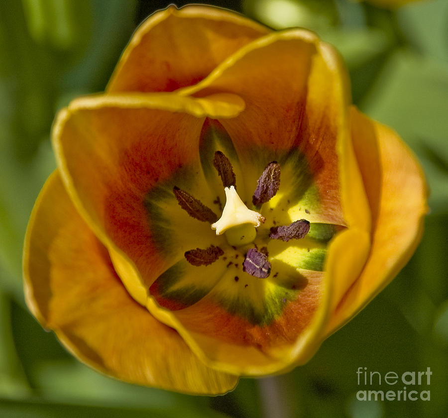 Orange Green and Yellow Tulip Photograph by Tim Mulina