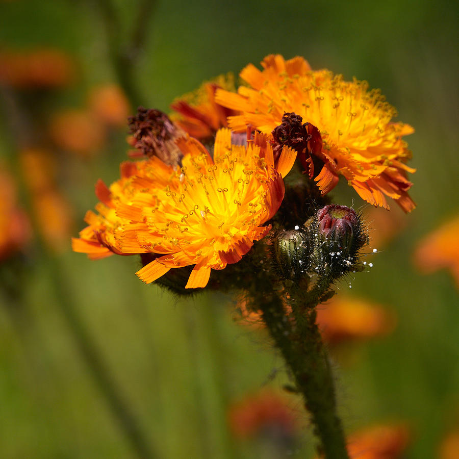 Orange Hawkweed Photograph by Jouko Lehto - Pixels