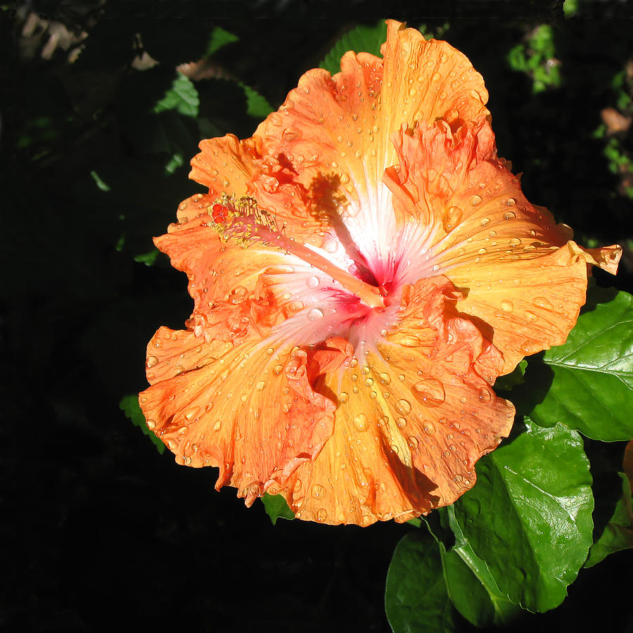 Orange Hibiscus After the Rain Closeup Photograph by Connie Fox
