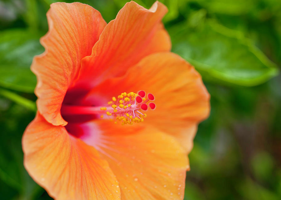 Orange Hibiscus Photograph by Dan McManus
