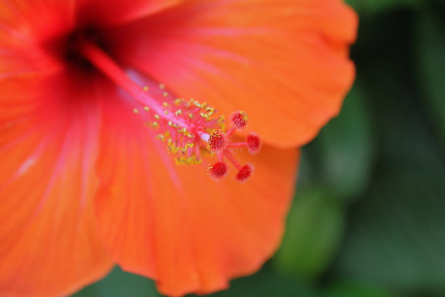 Flowers Still Life Photograph - Orange Hibiscus by Sarah  Ellis