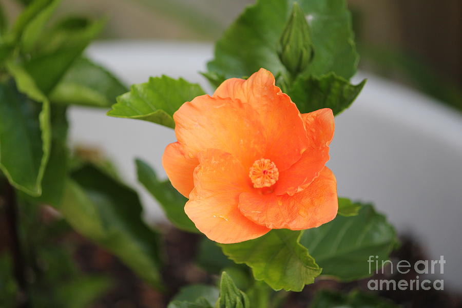 Flower Photograph - Orange Hibiscus by Sheri Simmons