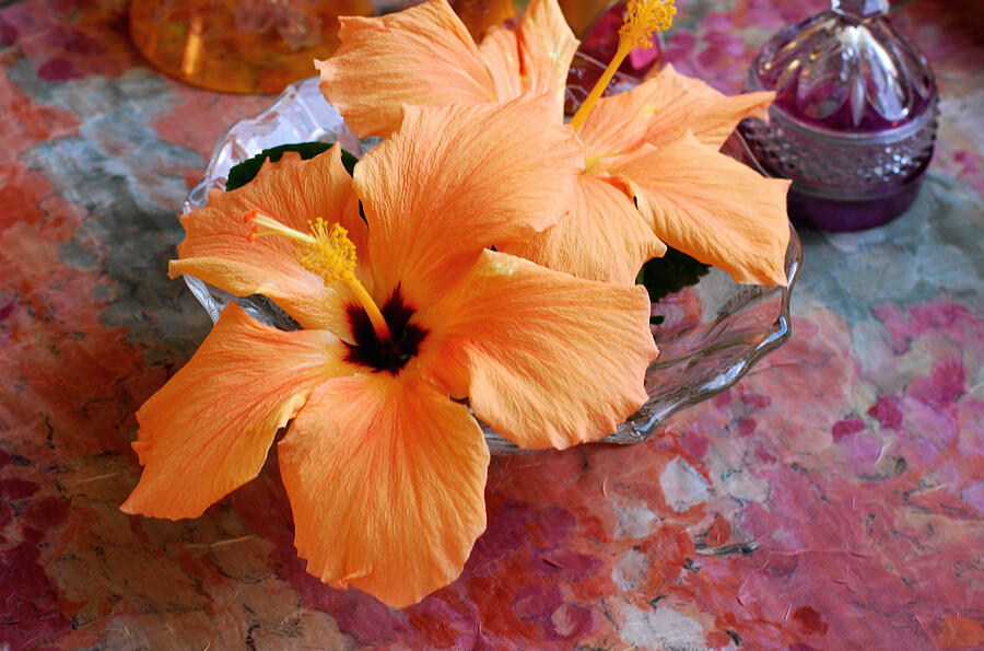 Orange Hibiscus With Purple Photograph by Connie Fox