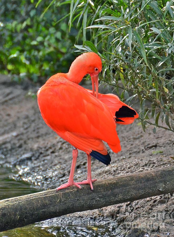 Orange Ibis Photograph by Carol  Bradley