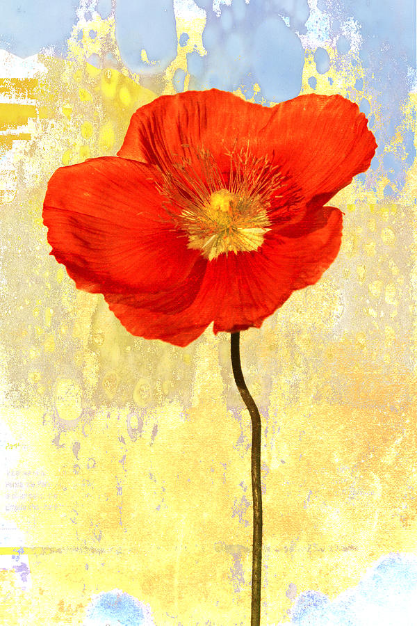 Orange Iceland Poppy on Yellow and Blue Photograph by Carol Leigh