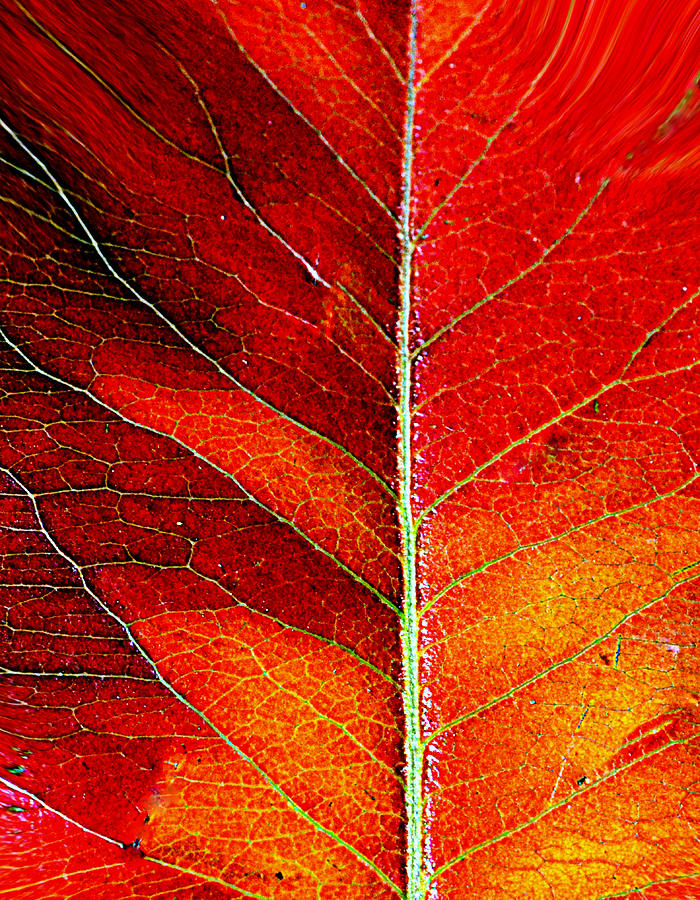 Fall Photograph - Orange In Autumn.... by Tanya Tanski