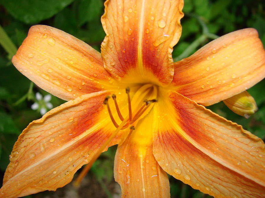 Orange Iris Photograph by Mary Halpin