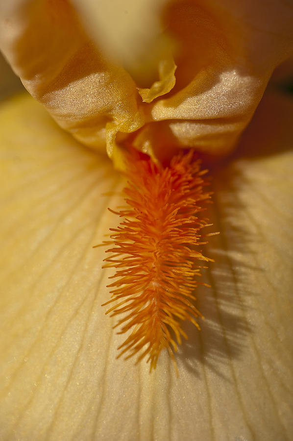 Orange Iris Photograph by Rick Hartigan