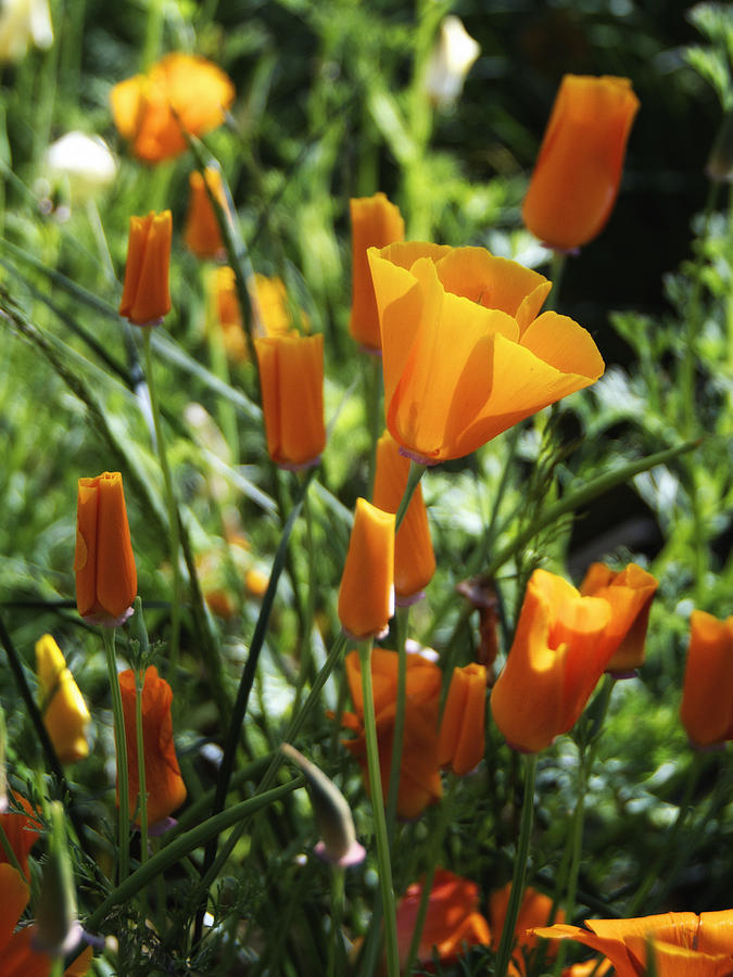 Floral Photograph - Orange by Jayne Howard Floral Photograph - Orange by Jayne Howard