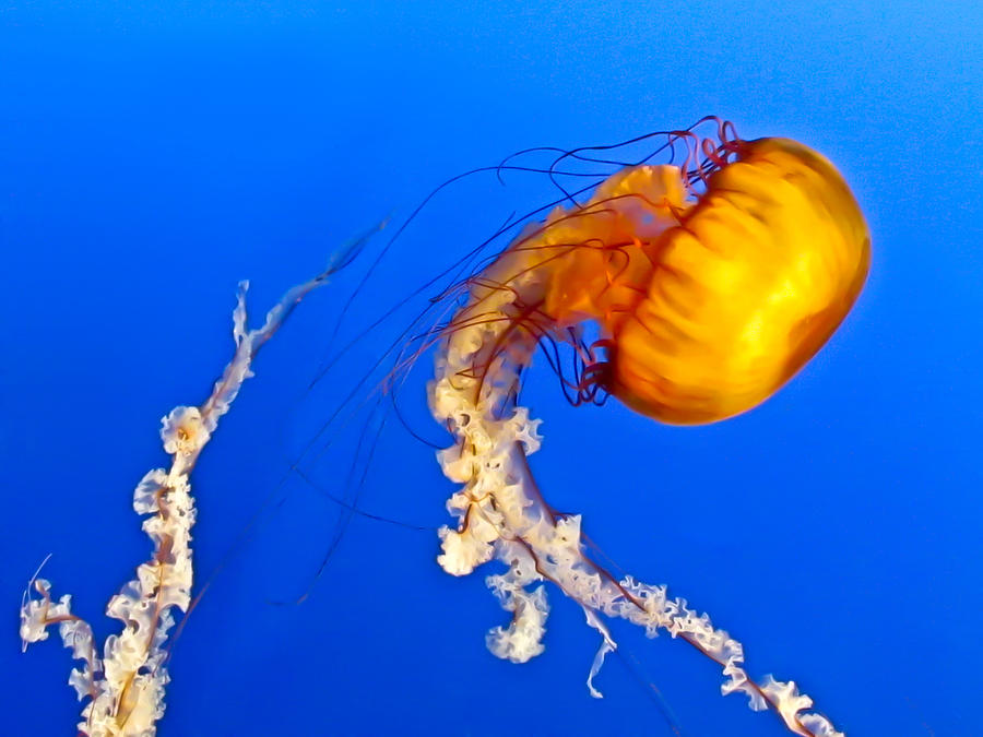 Fish Photograph - Orange Jellyfish by Eva Kondzialkiewicz