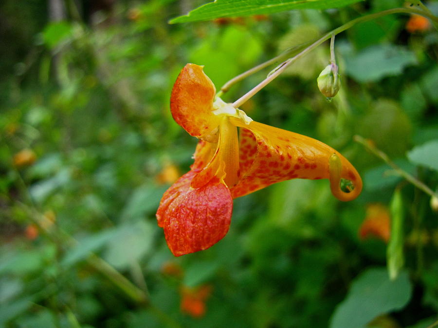 Orange Jewelweed Spotted Touch-Me-Not Photograph by Lori Miller