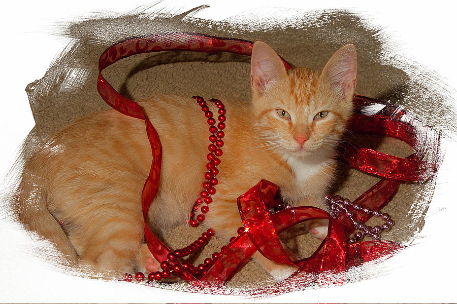 Orange Kitten with Red Ribbon Photograph by Judy Deist
