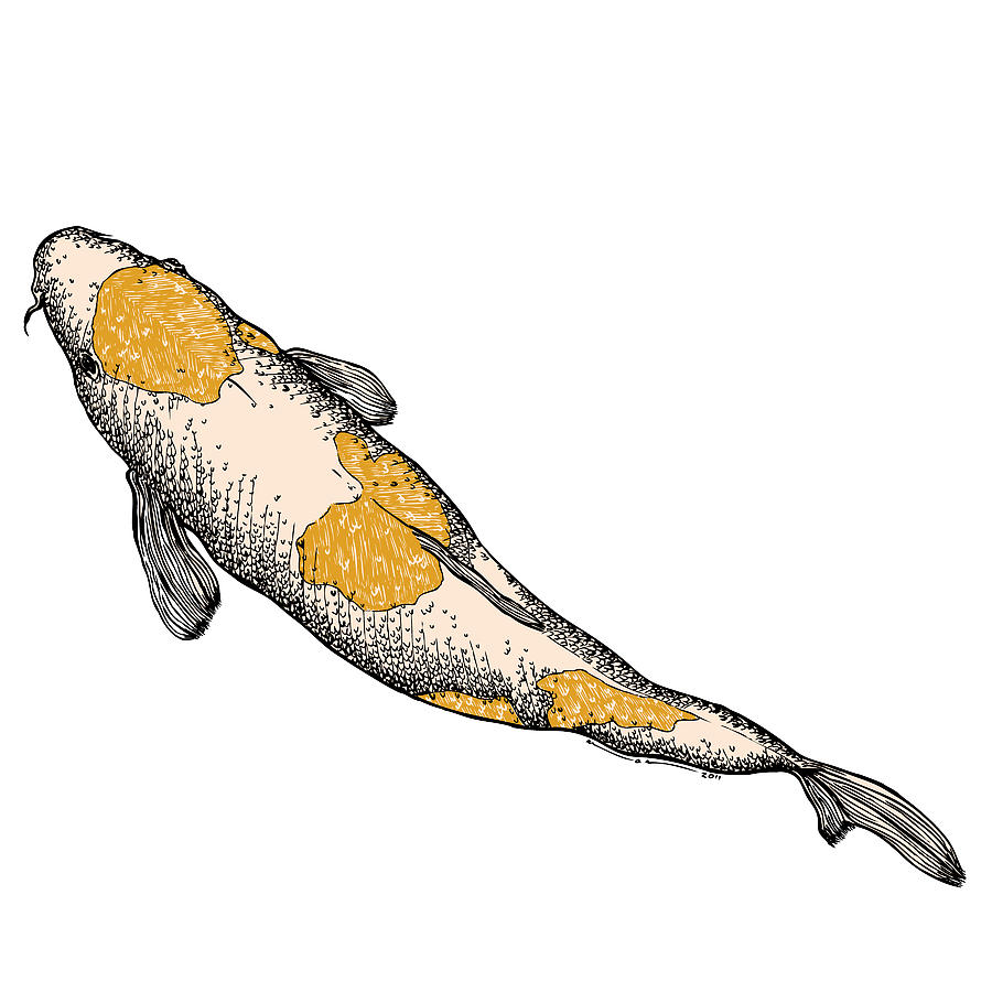 Orange Koi Fish Drawing by Karl Addison