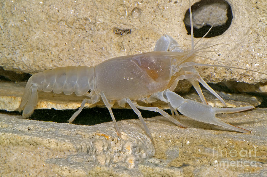Orange Lake Cave Crayfish Photograph by Dante Fenolio