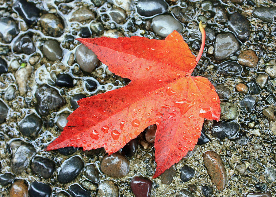 Orange Leaf Photograph by Gerry Bates