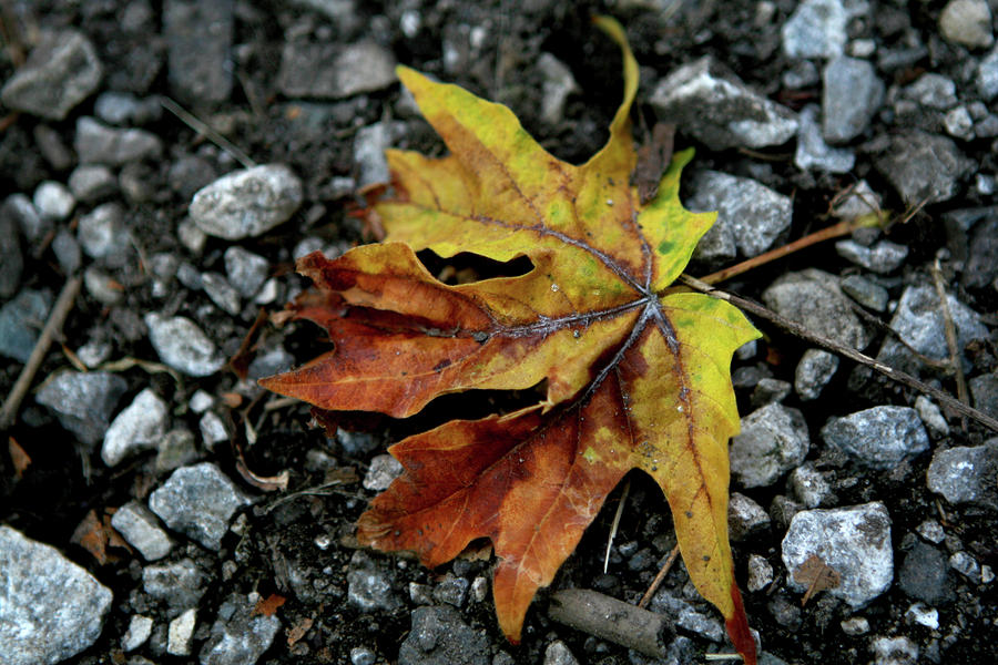 Orange Leaf On Gravel Photograph by Lorraine Devon Wilke