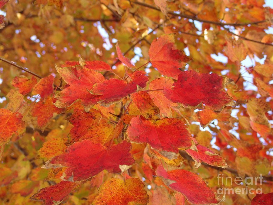 Orange Leaves 4 Photograph by Rod Ismay