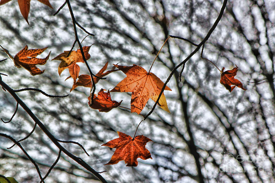 Orange Leaves Photograph by Jeff Breiman