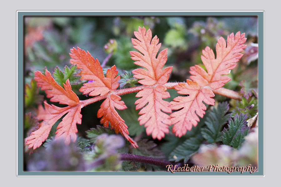 Nature Photograph - Orange Leaves by Renee Ledbetter