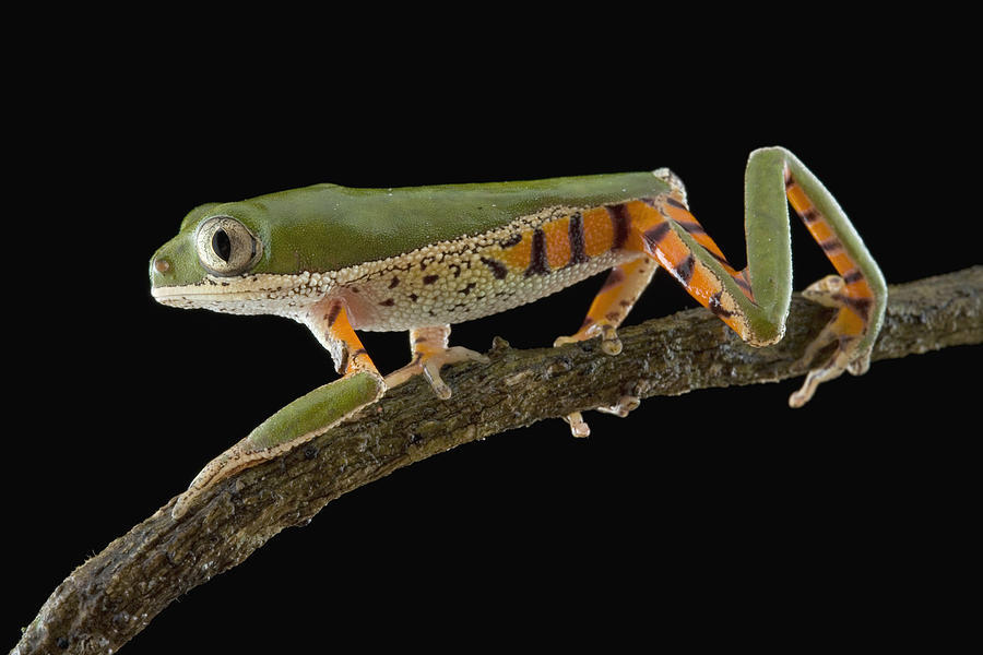 Orange Legged Leaf Frog Portrait Guyana Photograph by Piotr Naskrecki
