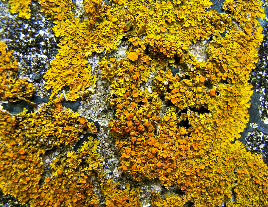 Orange Lichen - Xanthoria parietina Photograph by Carol Senske
