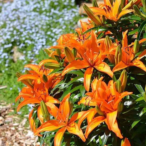 Orange Lilies With Blue Star Creeper In Photograph by Paula Gardner