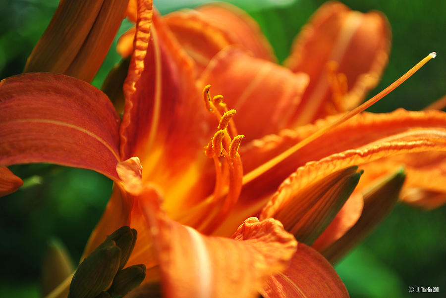 Orange Lily At Sunset Photograph By William Martin - Fine Art America