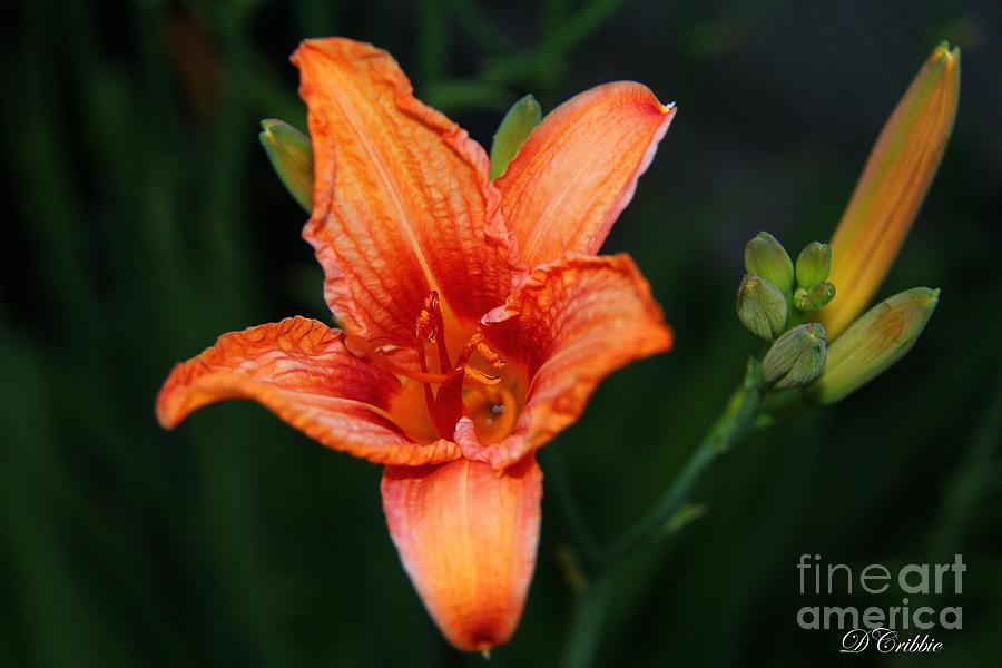 Orange Lily Photograph by Davandra Cribbie