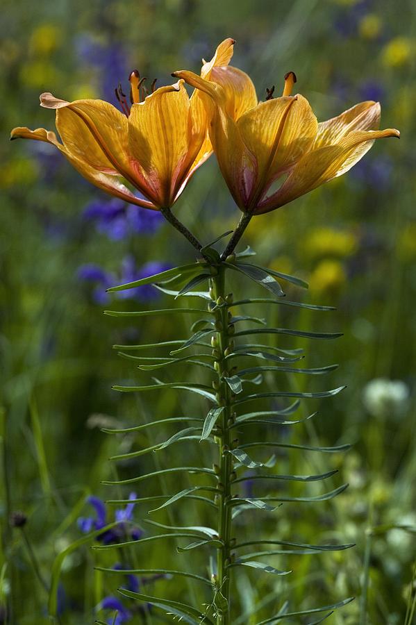 Flower Photograph - Orange Lily (lilium Bulbiferum) by Bob Gibbons