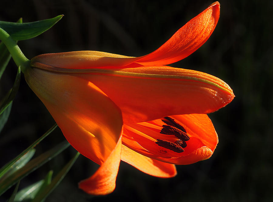 Orange Lily Lit By Evening Sun Photograph by Tracie Schiebel
