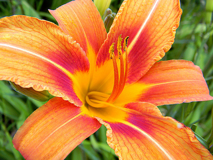 Orange Lily Photograph by Mark J Seefeldt