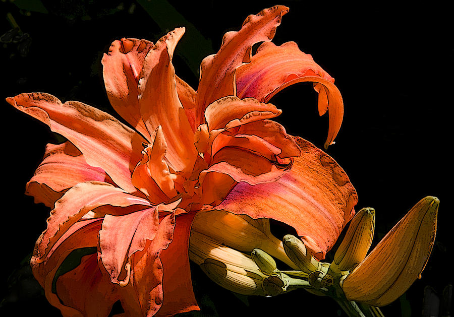 Orange Lily Photograph by Michael Friedman