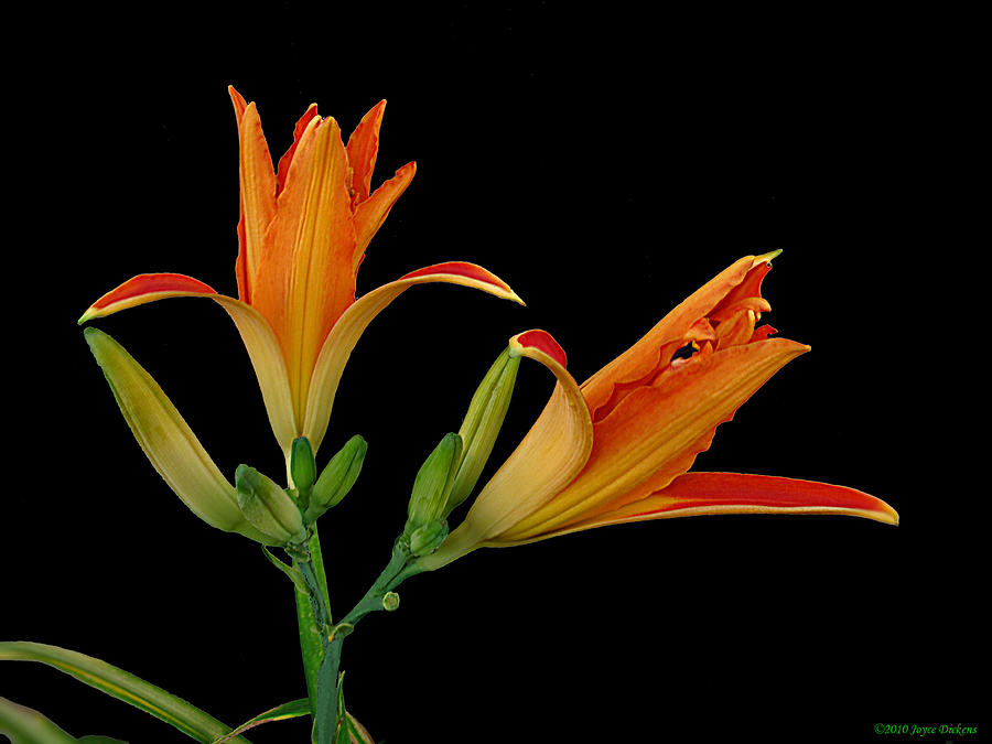 Lily Photograph - Orange Lily On Black by Joyce Dickens