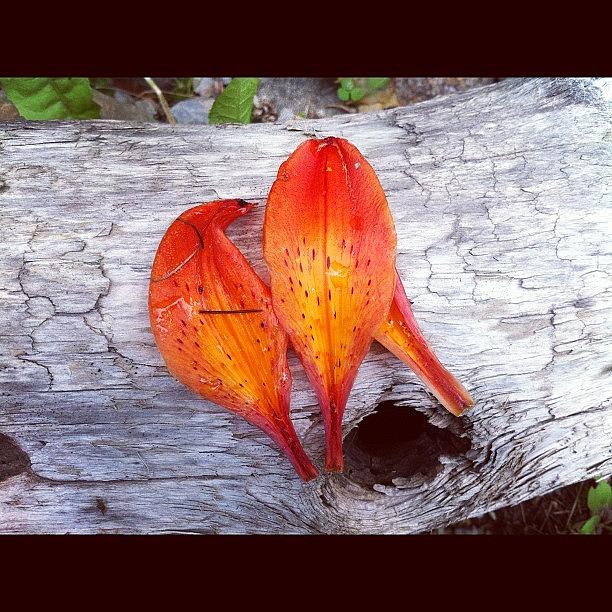 Orange Lily Petals Photograph by Delisa Carnegie