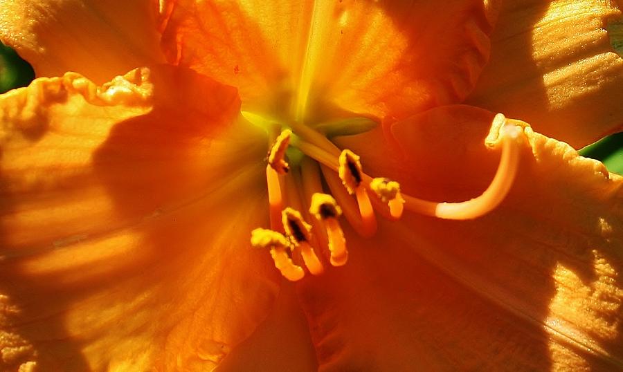 Nature Photograph - Orange Macro Daylily by Bruce Bley