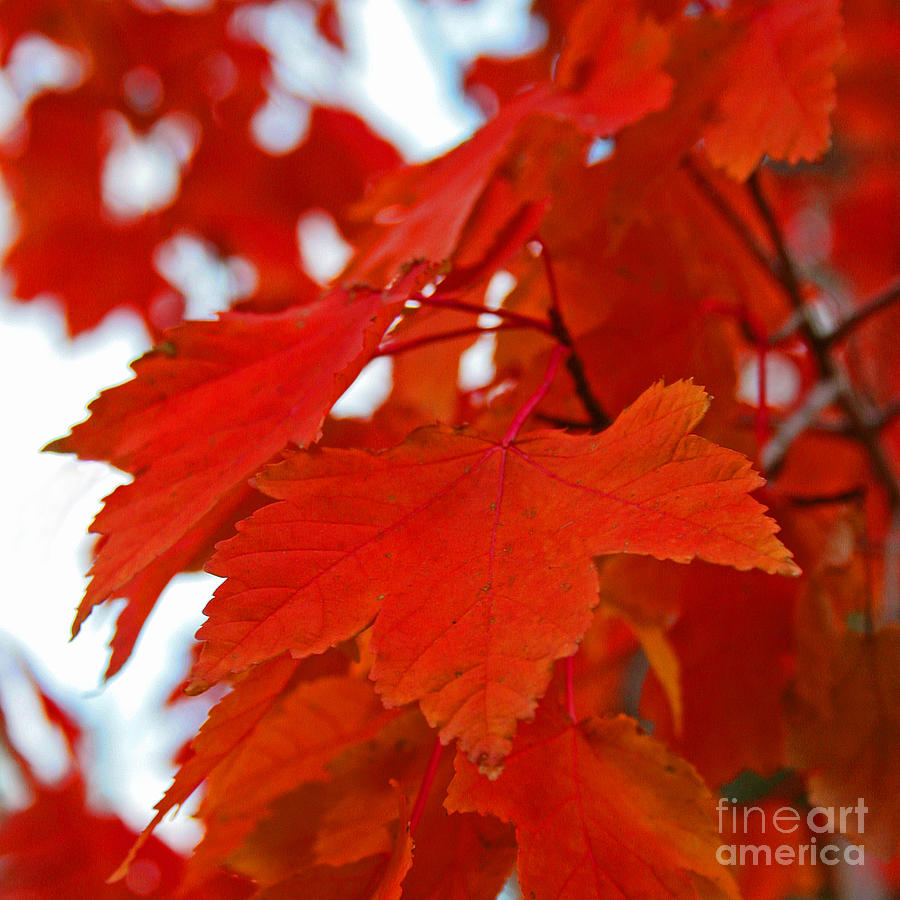 Orange Maple Tree Leaves #1 Photograph by Kenny Bosak